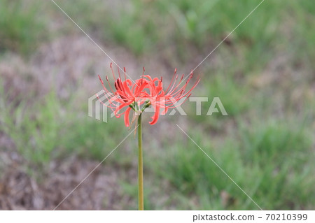 One-wheeled cluster amaryllis Manju Saka One-wheeled cluster amaryllis Manju Saka 70210399
