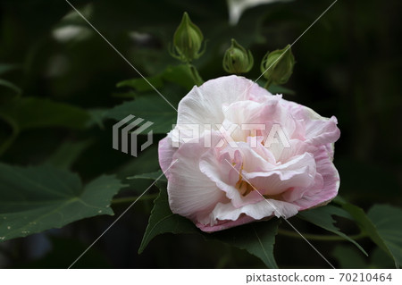 Fuyo Fuyo 70210464