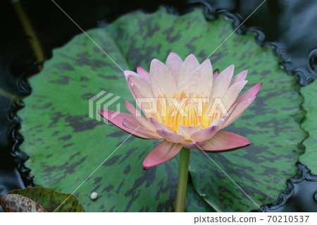 Single water lily flower Single water lily flower 70210537