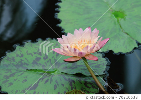 Single water lily flower Single water lily flower 70210538