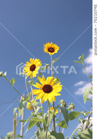Small sunflower 70210748