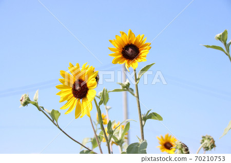 Small sunflower 70210753