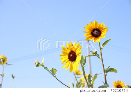 Small sunflower Small sunflower 70210754