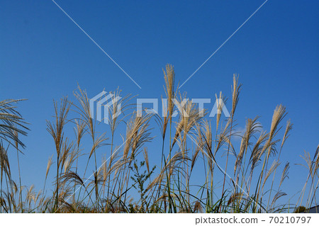 鈴木在秋天在藍藍的天空中飄揚 70210797