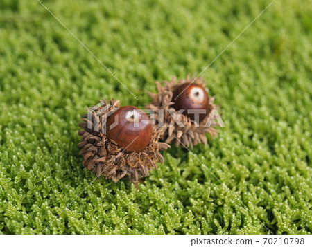 苔蘚上的Abemaki橡子 70210798