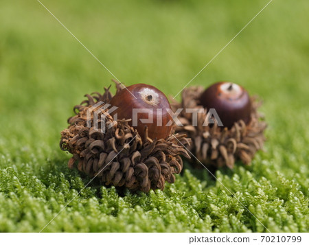 Quercus variabilis acorn on moss 70210799