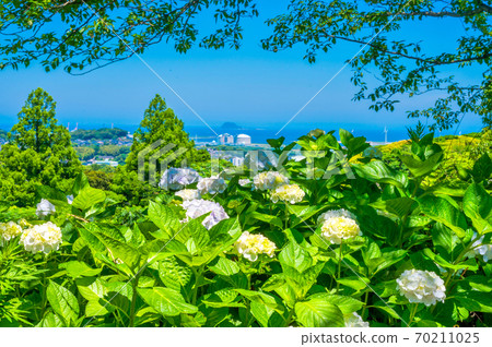 高山公園的繡球花 70211025