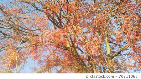 Autumn leaves Autumn leaves 70211063