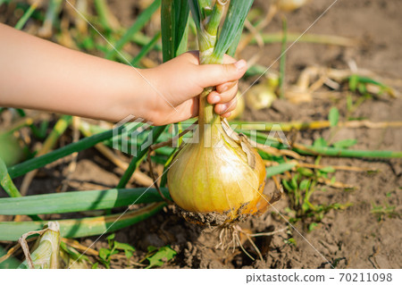 Child's hand picking onion from dry ground. Child's hand picking onion from dry ground. 70211098