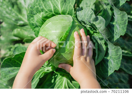 White cabbage in hands of child. White cabbage in hands of child. 70211106