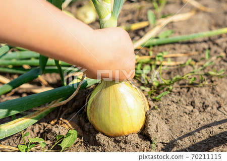 Child's hand picking onion from dry ground. 70211115