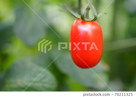 在家庭菜園的微型蕃茄 在家庭菜園的微型蕃茄 70211325