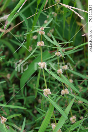 Alligator weed 70211525