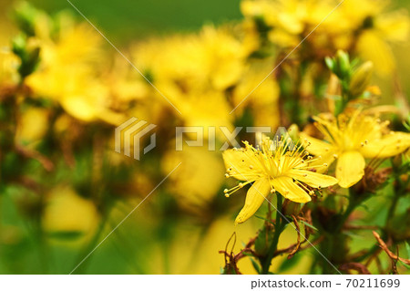 Close-up photo of St. John's wort flower with defocused yellow-green summer meadow. Close-up photo of St. John's wort flower with defocused yellow-green summer meadow. 70211699