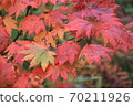 Autumn leaves of Culex tritaeniorhynchus 70211926