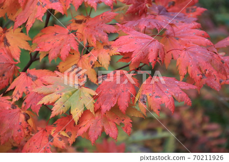 Autumn leaves of Culex tritaeniorhynchus 70211926