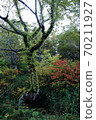 Trees and autumn leaves that survived the winter 70211927