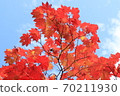 Autumn leaves of Culex tritaeniorhynchus 70211930