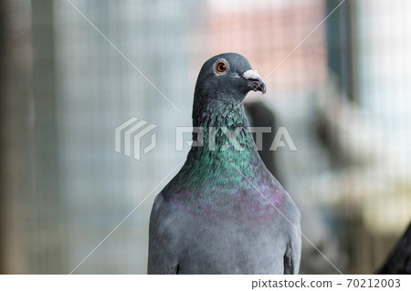 portrait of homing pigeon in home loft portrait of homing pigeon in home loft 70212003