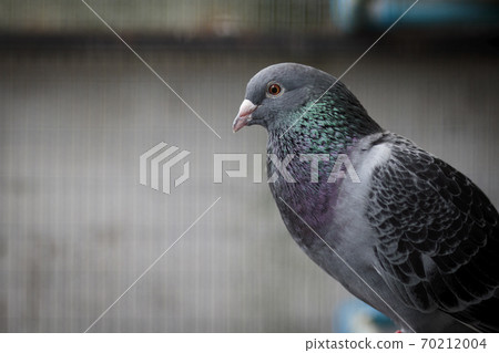 portrait of homing pigeon in home loft 70212004