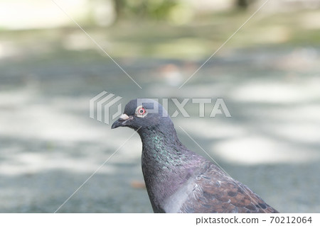 Serious problem of rock pigeon Serious problem of rock pigeon 70212064