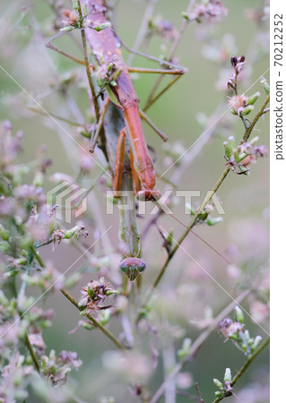 mating praying mantises among flowers 70212252