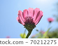 One beautiful flower 70212275