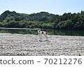 Dog in the river 70212276