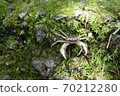 Crab and moss 70212280