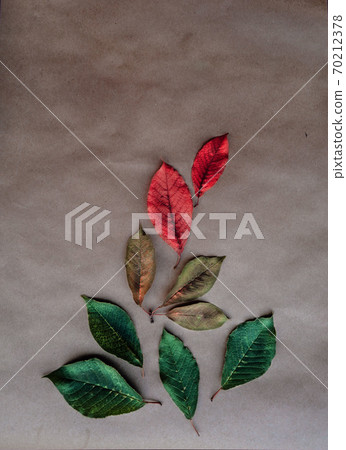 Autumn leaves, Autumn background, Colors of Fall. Autumn theme on a craft background. 70212378