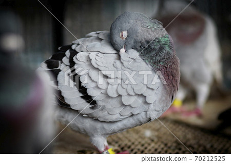 portrait of homing pigeon preening feather in home loft portrait of homing pigeon preening feather in home loft 70212525