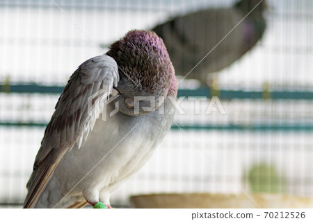 portrait of homing pigeon preen feather in home loft 70212526