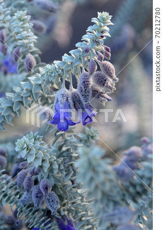 Purple flowers and gray foliage of the Australian native Woolly calyxed Eremophila, Eremophila lachnocalyx. Member of the figwort family Scrophulariaceae. Endemic to Western Australia. Purple flowers and gray foliage of the Australian native Woolly calyxed Eremophila, Eremophila lachnocalyx. Member of the figwort family Scrophulariaceae. Endemic to Western Australia. 70212780