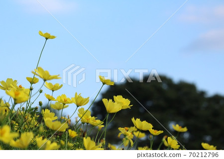 Cosmos and blue sky Cosmos and blue sky 70212796