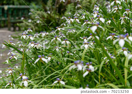 花 花卉 小花 小白花 巴西鳶尾 馬蝶花 玉蝴蝶 鳶尾科 70213250