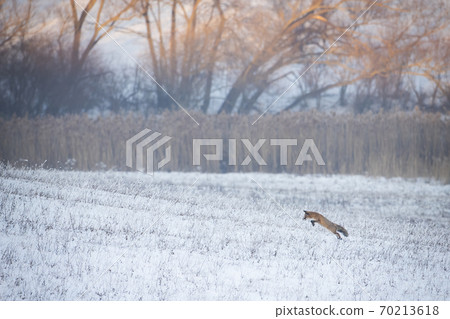 Red fox hunting on snowy meadow in winter nature at sunrise. Red fox hunting on snowy meadow in winter nature at sunrise. 70213618