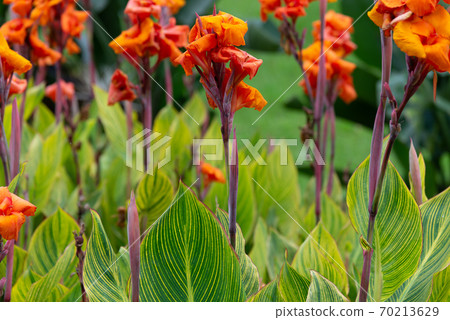 花 花卉 橘色花 橘紅色花 70213629
