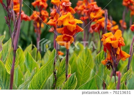 花花卉橘色花橘紅色花 照片素材 圖片 圖庫