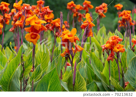 Flower flower orange flower orange flower 70213632