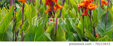 Flower flower orange flower orange flower 70213633