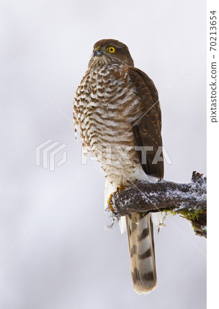 Dominant eurasian sparrowhawk sitting on bough in winter. 70213654