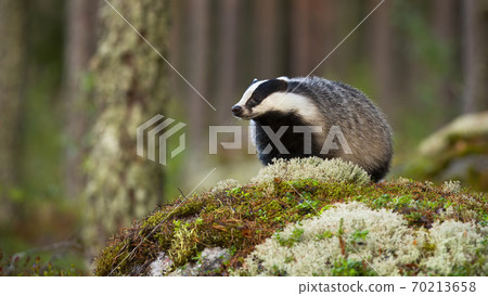 European badger standing on rock in summertime nature. 70213658