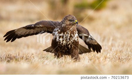 Common buzzard landing on meadow in autumn nature. Common buzzard landing on meadow in autumn nature. 70213673