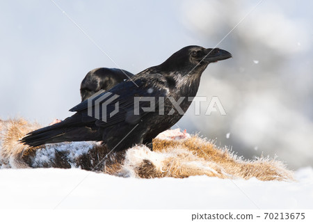 Common raven standing on prey in snow in wintertime. 70213675