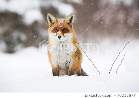 Calm red fox sitting on snow in wintertime nature. 70213677