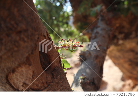 角豆雄花 70213790