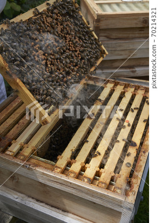 Beekeeper inspecting a frame of honey from hive Beekeeper inspecting a frame of honey from hive 70214321