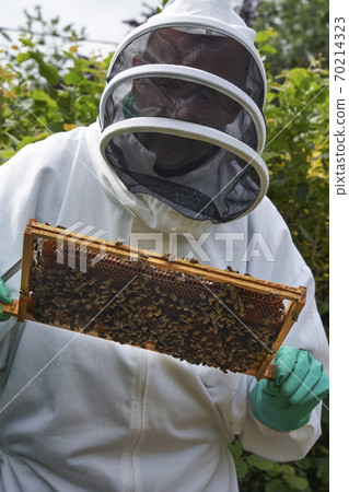 Beekeeper inspecting a frame of honey from hive Beekeeper inspecting a frame of honey from hive 70214323