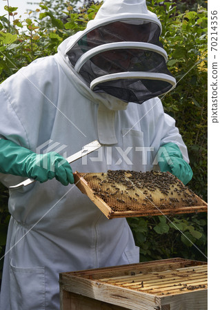 Beekeeper inspecting a frame of honey from hive 70214356