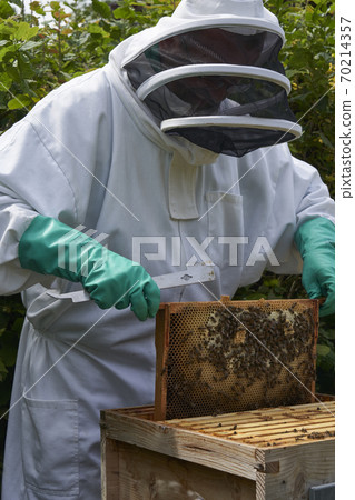 Beekeeper inspecting a frame of honey from hive 70214357